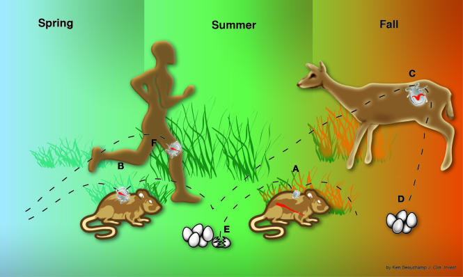 Enzootic lifecycle of B. burgdorferi infection